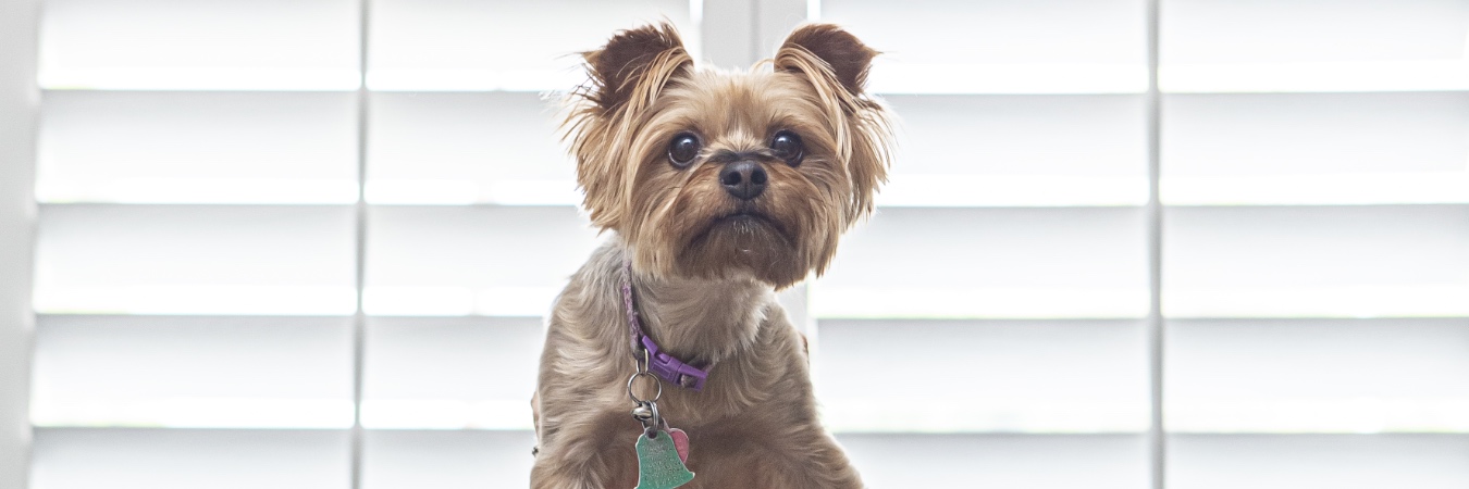 Dog in front of interior shutters in Fort Lauderdale